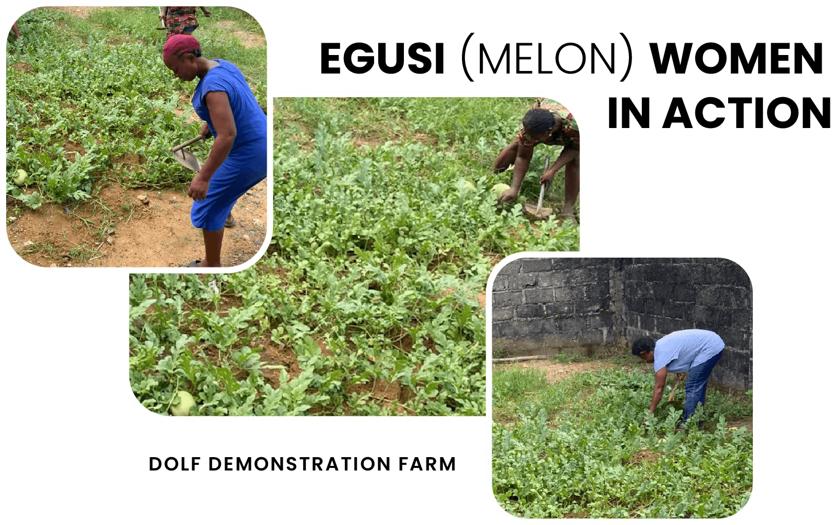 egusi-women-dolf-demonstration-farm-women-empowerment-ngo-initiatives