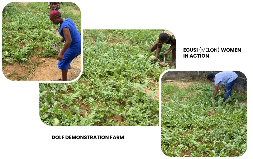 web-egusi-women-dolf-demonstration-farm-women-empowerment-ngo-initiatives